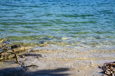 Sahilde ölü ağaçlar.