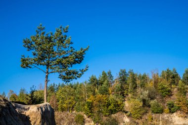Sonbahar parkındaki güzel ağaçlar. sonbahar günü.