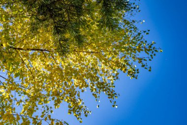 Sonbahar yaprakları, sonbahar bitkileri