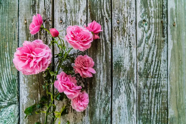 Красивые Розовые Розы Деревянном Фоне — стоковое фото