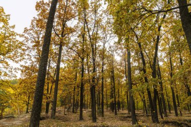 Sonbaharda sonbahar ormanı. Parktaki ağaçların üzerinde sarı yapraklar. 