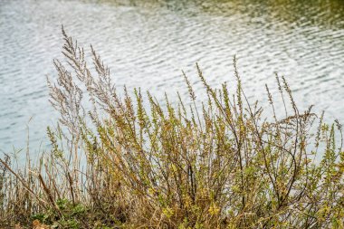 Gölde kuru sazlıklar