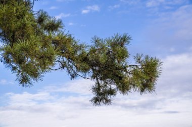 Mavi gökyüzü zemininde iğneleri olan köknar ağacı dalı