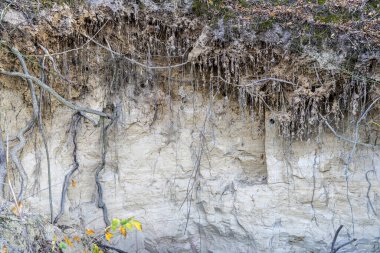 Clay, cliff. Orman ağaçları, sonbahar. Güneşli bir gün.