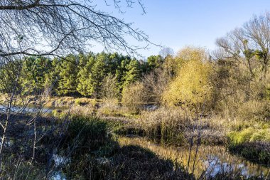 Ağaçlı güzel bir nehir manzarası.