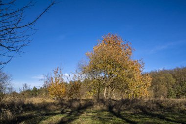 Sonbahar ormanı, sarı yapraklı ağaçlar. Güneşli bir gün.
