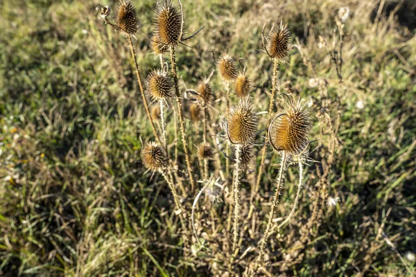 dry thistle on a field