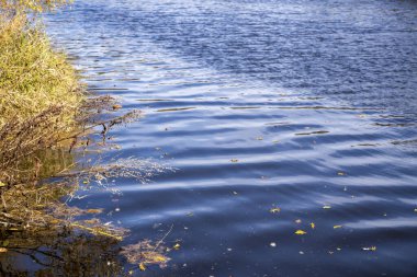 Sonbahar, gölet gölü. Sahilde otlar.