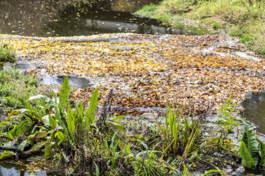 Sonbaharda nehirde akan küçük bir dere.
