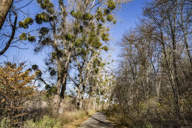 Yaşlı ağaçlar, kavak ağaçları, dallardaki ökseotu. Sonbahar.