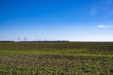 Pürüzlü toprak, filizlenmiş bitki. Saha, güneşli gün.