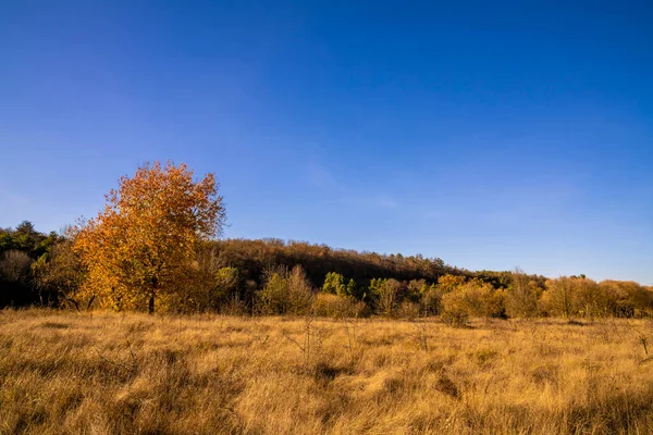 Ağaçlı sonbahar manzarası, mavi gökyüzü ve arka planda bulutlar.