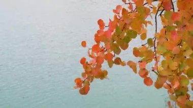 Sonbahar ormanı. Suyun üzerinde kavak ağacı dalı. Sarı yapraklar sallanıyor, Lake. Su..