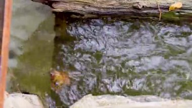 Diş çıkarıcı, hızlı su akışı. Sonra bir sel, bir felaket..