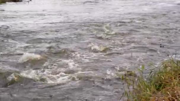 Cercando Flusso Rapido Acqua Poi Alluvione Disastro — Video Stock