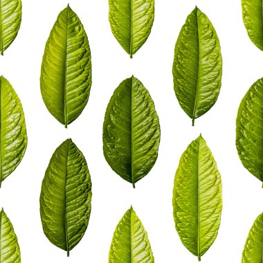 Yeşil limon yapraklarının kusursuz deseni.