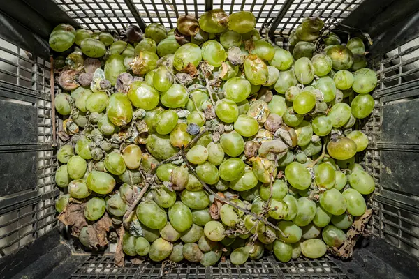 型が付いている箱の腐った緑のブドウ — ストック写真