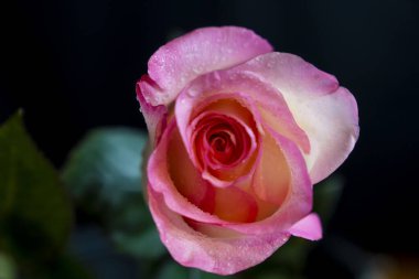 pembe gül yakın görünüm 