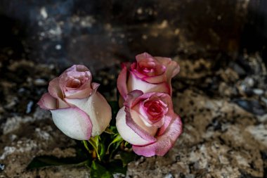 Kül içinde pembe güller. Koyu arkaplan.