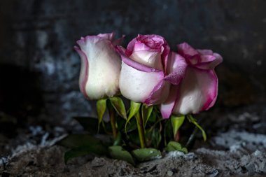 Kül içinde pembe güller. Koyu arkaplan.