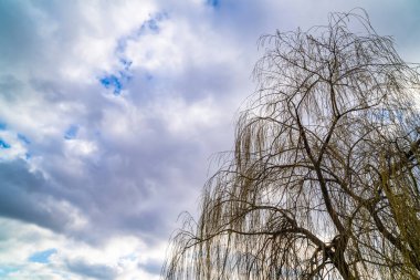 Mavi gökyüzü ve beyaz bulutlar ağaç dalları arasında