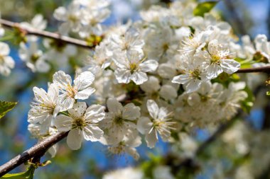 Güneşli bir günde beyaz çiçeklerle çiçek açan güzel kiraz ağacı.