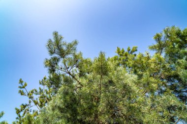 Mavi arkaplanda çam ağacı dalları