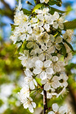 Beyaz çiçekli kiraz dalı. Güneşli bir gün