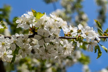 Beyaz çiçekli kiraz dalı. Güneşli bir gün