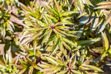 Bahçedeki şakayık bitkisinin yakın görüntüsü