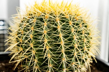 close up view of Cactus Gruzon with large needles  clipart