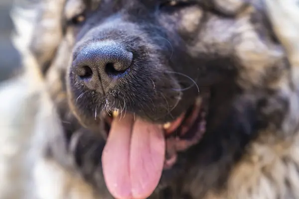 Caucasian Shepherd dog, muzzle, tongue, nose