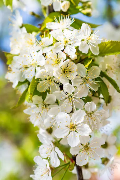 Bela Árvore Cereja Florescendo Com Flores Brancas Durante Dia Ensolarado Fotos De Bancos De Imagens
