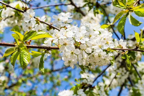 Bela Árvore Cereja Florescendo Com Flores Brancas Durante Dia Ensolarado Fotos De Bancos De Imagens