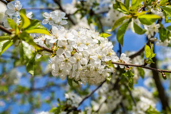Bela Árvore Cereja Florescendo Com Flores Brancas Durante Dia Ensolarado Imagem De Stock