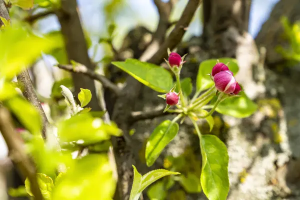 木の上でピンクのりんごの花芽を閉じる ロイヤリティフリーのストック写真