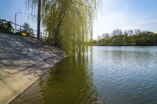 湖岸に緑の葉が付いている春の柳の木 ストック画像