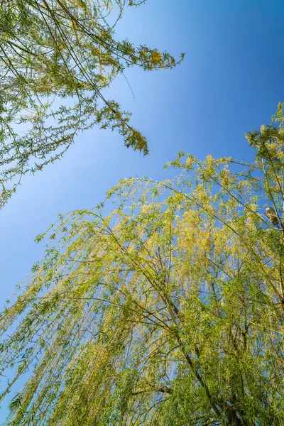 青空に対する春の柳の木 ストックフォト