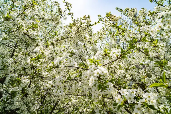 Fundo Primavera Árvores Floridas Flores Cereja Branca Imagens Royalty-Free