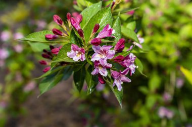 Japon Weigela (Weigela hortensis) çiçekleri