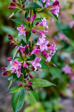 Japon Weigela (Weigela hortensis) çiçekleri