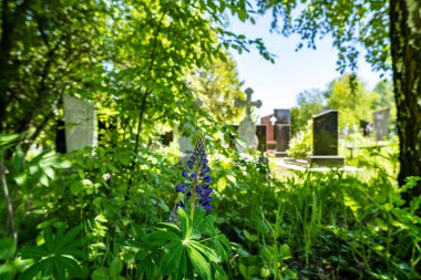 Mezar ve yeşil ağaçlı şehir mezarlığı gündüz görüşü