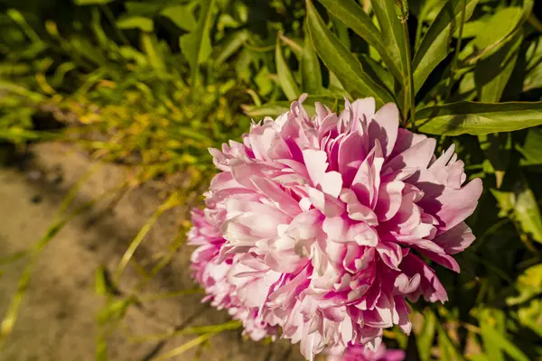 Gündüz vakti bahçedeki pembe çiçeğe yakın çekim 