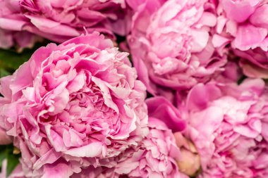 Pembe şakayıkların makro çekimi, arka plan için çiçek dokusu 