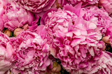 Pembe şakayıkların makro çekimi, arka plan için çiçek dokusu 