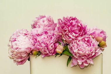 Vazoda pembe şakayık demeti, bej duvar arkaplanı. 