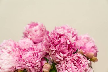 Vazoda pembe şakayık demeti, bej duvar arkaplanı. 