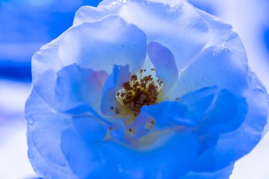 white rose flower with dew. close up photo  clipart