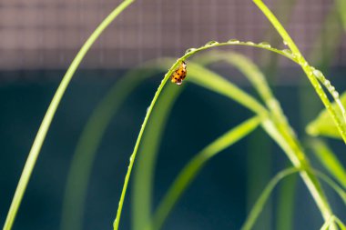 Çiyli ve uğur böcekli yeşil küçük bitkiyi yakın çekim 