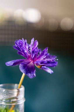 Çiçekli mor Cornflower çiçeği ve taç yapraklı uğur böceği 